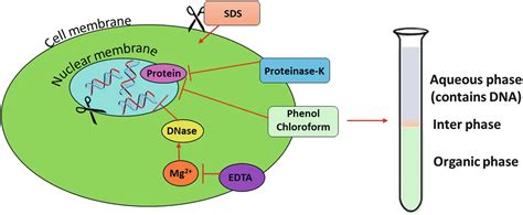 Dna Extraction Using Phenol Chloroform