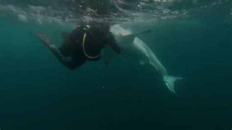 Shark Attack Caught on Tape 2023 - Great White Provoked By Diver ...