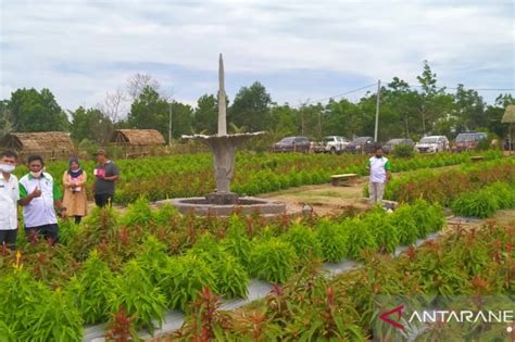 Warga Bangka Kembangkan Agrowisata Bunga Celosia Antara News Bangka