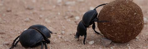 Dung beetle | San Diego Zoo Wildlife Explorers