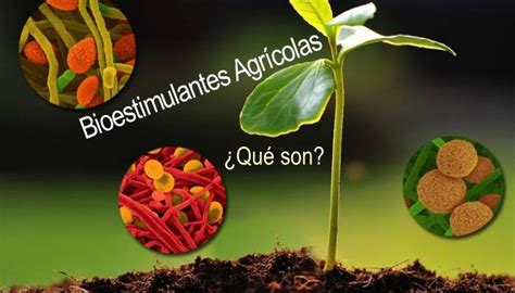 Qué son los bioestimulantes agrícolas InfoAgronomo