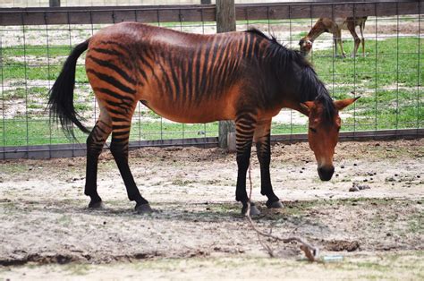 Zorse Yes A Mix Of A Zebra And Horse 2 Bermudicus Flickr