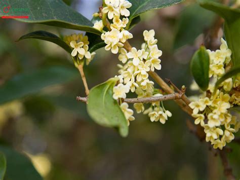 Cây Hoa mộc Quế Hoa Osmanthus fragrans Thunb Lour chữa đau dạ dày