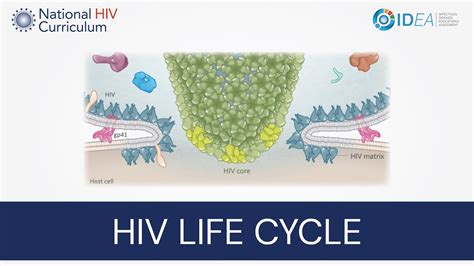 Mini Lecture Series Overview Of The Hiv Life Cycle Youtube