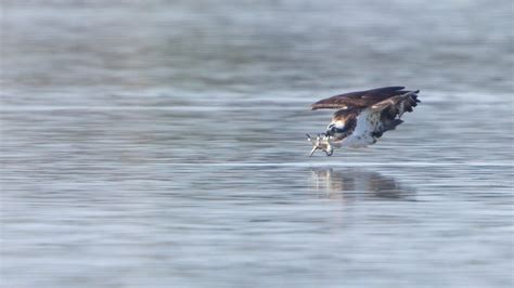 Sightings Archive - Birds of Poole Harbour