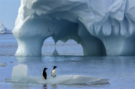 Emperor Penguin Hd Antarctica Penguin Hd Wallpaper Rare Gallery