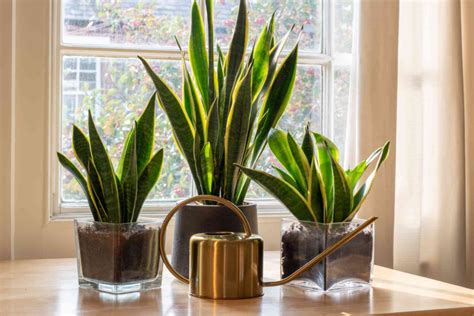 Snake Plant Leaves Curling Causes And Solutions