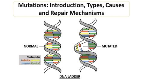 missense mutation - Microbiology Notes