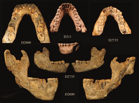 Comparison Of Dmanisi Mandibles D D And D Note The