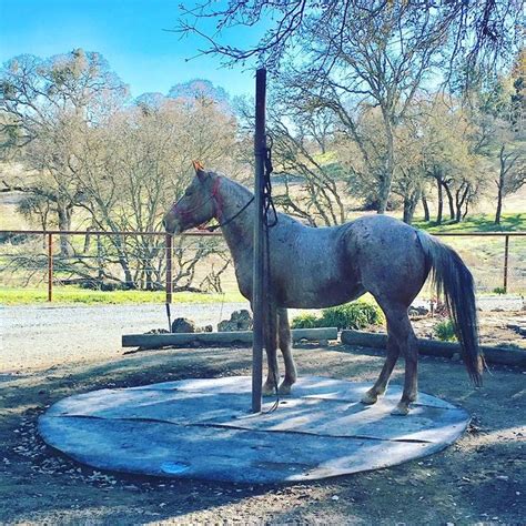 167 Best Horse Tie Rails And Patience Poles Images On Pinterest