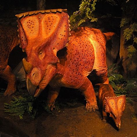 Chasmosaurus - DinoPit