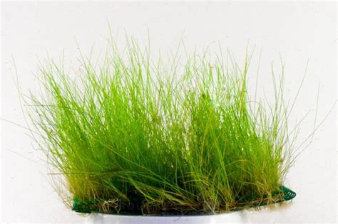 Waterplant Eleocharis Naaldgras Op Matje AquastoreXL