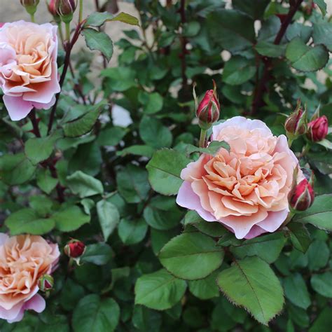 Distant Drums Rose For Sale Online The Greenhouse