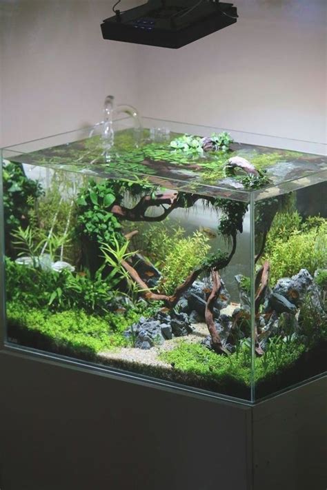 Best Aquascaping Design Ideas To Decor Your Aquarium Charming Easy