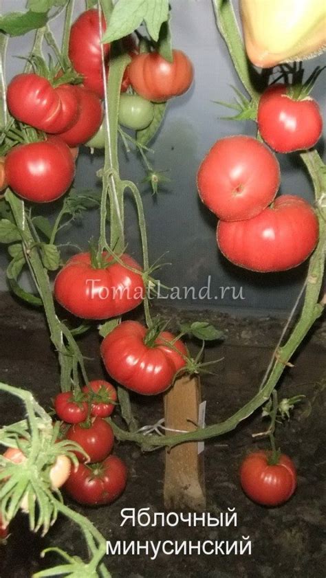 Томат Яблочный минусинский: ОТЗЫВЫ (10), фото, урожайность | tomatland.ru