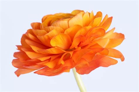 Premium Photo Blooming Orange Ranunculus Flower