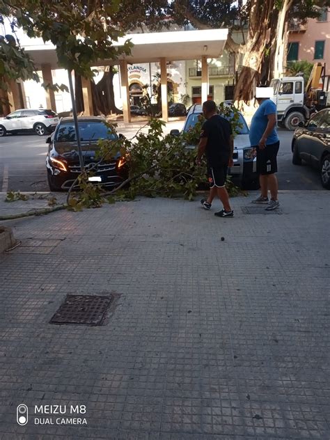 Marsala Un Grosso Ramo Si Spezza E Cade Sul Marciapiedi Di Piazza Del