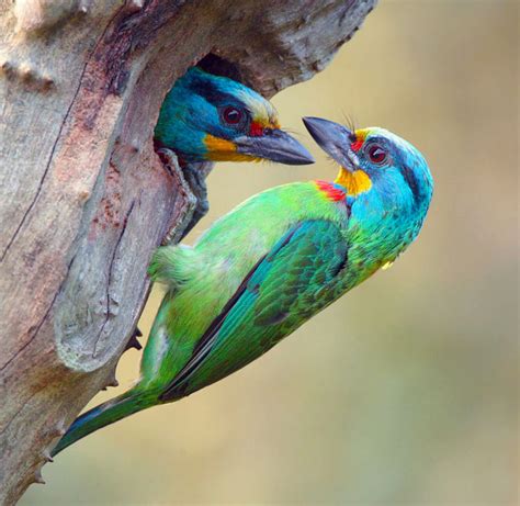 BEAUTY OF WILDLIFE: Finches and Sparrows an Identification Guide For ...