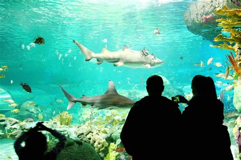 Laura Clarke Photos Blog: Out & About: Ripley's Aquarium