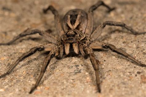 Do Wolf Spiders Climb Into Beds A Guide To Wolf Spiders And Preventing