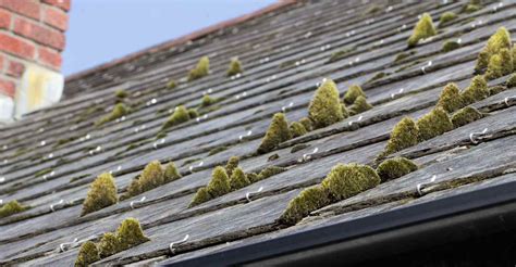 How To Remove Roof Moss Keay Roofing Services