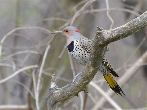 The Woodpeckers Of North Texas Dfw Urban Wildlife