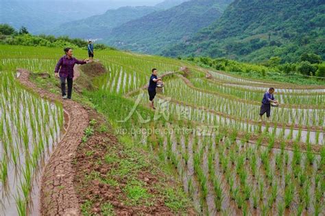 贵州赤水：助农服务进田间 人民图片网