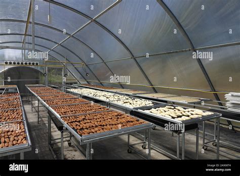 Banana Drying In Sun Solar Dryer Green House By Sunlight Stock Photo