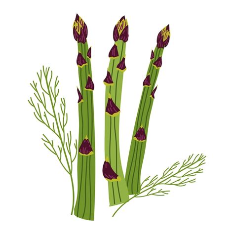 Stelen Van Groene Asperges Gezonde Groenten Hand Getekende Illustratie