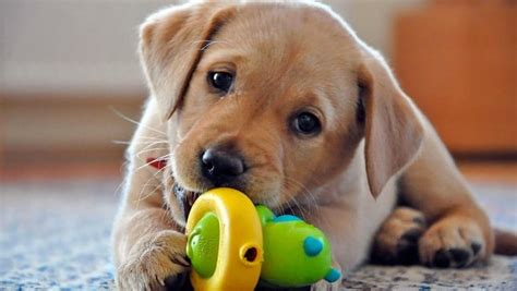 Cómo educar a un cachorro Guía completa de iniciación