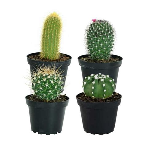 Costa Farms 7 Tall Assorted Cactus Bright Direct Sunlight Indoor Live House Plants Grow Pot