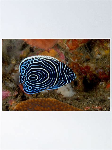 "Juvenile Emperor Angelfish - Pomacanthus imperator" Poster by andrewtj ...