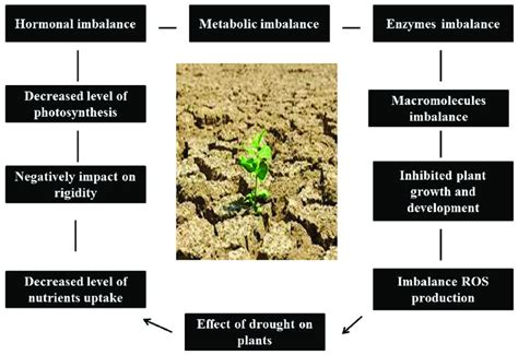 Drought Stress Significantly Suppresses Plant Growth And Development Download Scientific Diagram