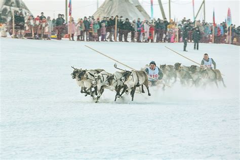 How Fast Can Reindeer Run Pulling A Sled Photos Russia Beyond