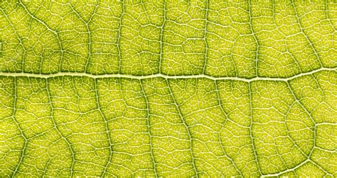 Premium Photo Closeup Leaf Macro Photography Green Leaf Veins Texture