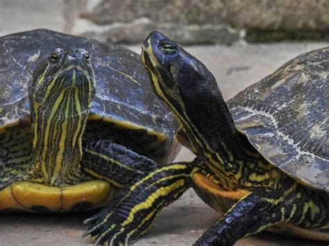 All About The Yellow Bellied Sliders Diet What Do They Eat Reptile