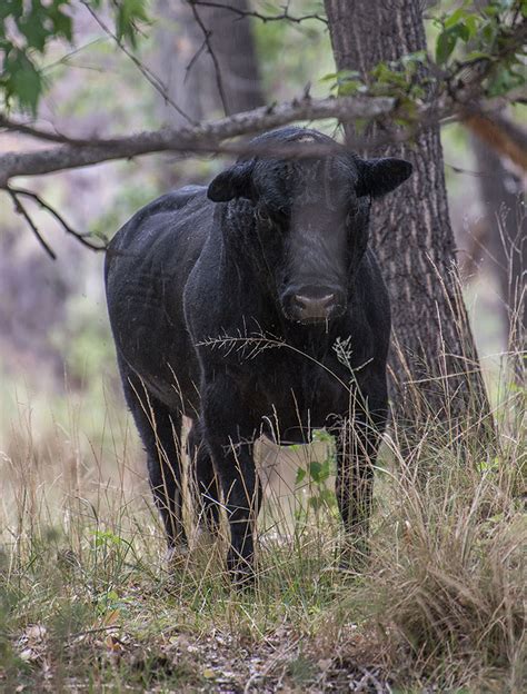 Forest Service To Gun Down Feral Cows In New Mexico Via Helicopter