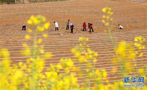 洛阳市汝阳县积极发展特色农业 促进农民增收致富 中华网河南