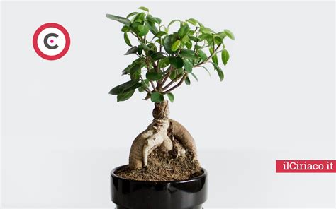 Ecco perché il bonsai perde sempre le foglie state attenti IlCiriaco it