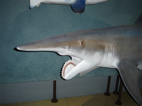 Shark With Braces