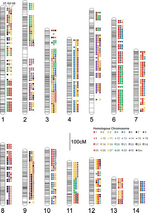 A Chromosome Scale Assembly Of The Axolotl Genome