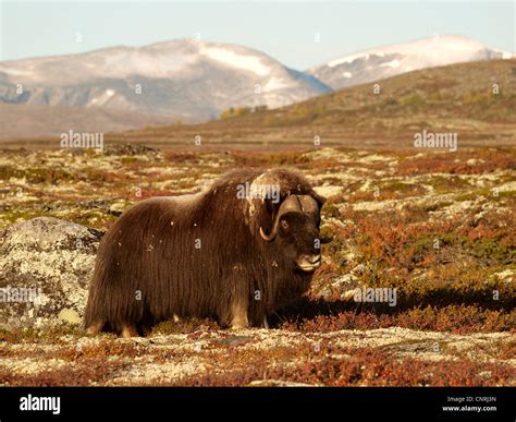 Muskox Ovibos Moschatus Bull In Tundra Norway Dovrefjell Stock