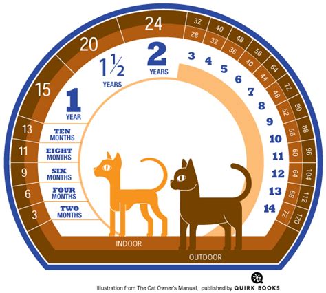 How to Calculate Cat Years to Human Years - Catster