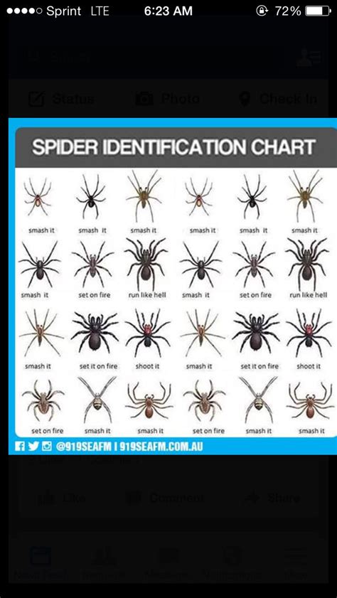 Perfect Spider Chart Spider Identification Chart Spider Chart The Best Porn Website