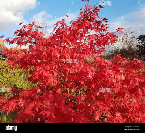 Acer Palmatum Osakazuki Herbst Hi Res Stock Photography And Images Alamy