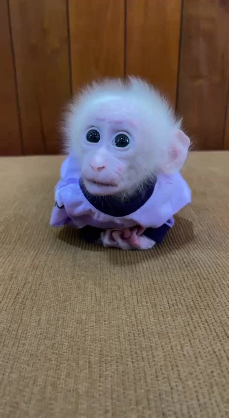 Pav Pav Start Know His Mom | Adorable Monkey | Adorable Monkey ...