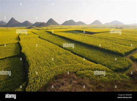 China Yunnan Province Luoping Rapeseed Flowers In Bloom Stock Photo