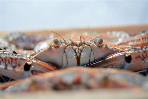 Red Crab · Free Stock Photo