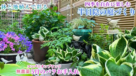 半日陰宿根草多年草の庭づくり1年中楽しむ花壇へ無農薬バラお手入れガーデニング シェードガーデン 宿根草 多年草 YouTube