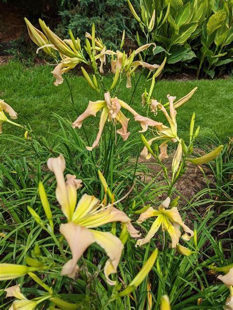 Photo Of The Entire Plant Of Daylily Hemerocallis Heavenly Pink